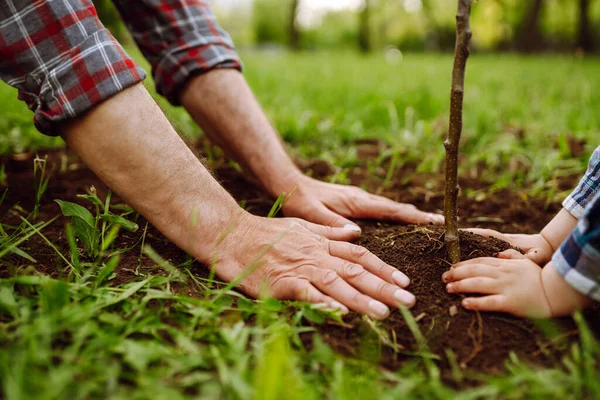 Mãos Avô Menino Plantando Árvore Jovem Jardim Plantar Uma Árvore — Fotografia de Stock