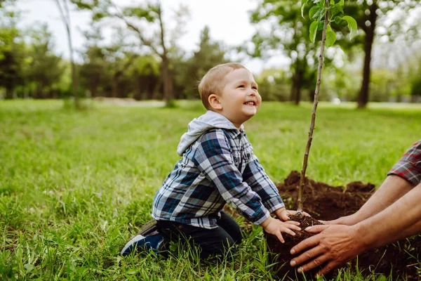 Anak Kecil Membantu Kakeknya Menanam Pohon Saat Bekerja Sama Kebun — Stok Foto