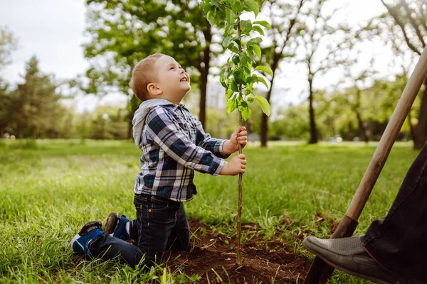 Anak Kecil Membantu Kakeknya Menanam Pohon Saat Bekerja Sama Kebun — Stok Foto