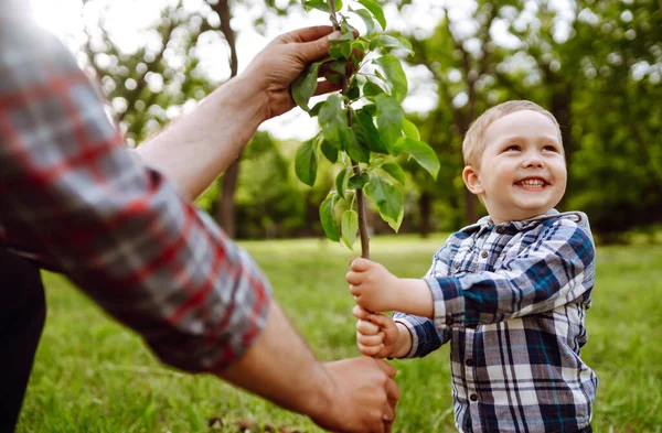 Petit Garçon Aidant Son Grand Père Planter Arbre Tout Travaillant — Photo