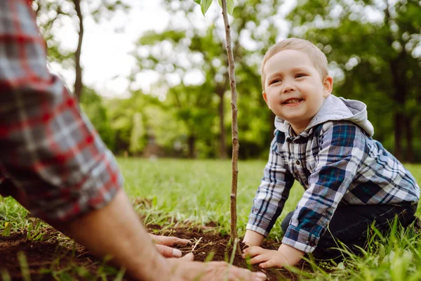 Küçük Çocuk Bahçede Birlikte Çalışırken Büyükbabasının Ağaç Dikmesine Yardım Ediyor — Stok fotoğraf