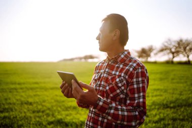 Çiftlik sahibi tarladaki buğday kalitesini kontrol etmek için dokunmatik ped kullanıyor. Agronomist buğday tarlasında duruyor ve gün batımında tablet kullanıyor. Akıllı çiftlik. Tarım işi..