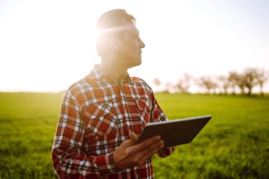 Çiftlik sahibi tarladaki buğday kalitesini kontrol etmek için dokunmatik ped kullanıyor. Agronomist buğday tarlasında duruyor ve gün batımında tablet kullanıyor. Akıllı çiftlik. Tarım işi..