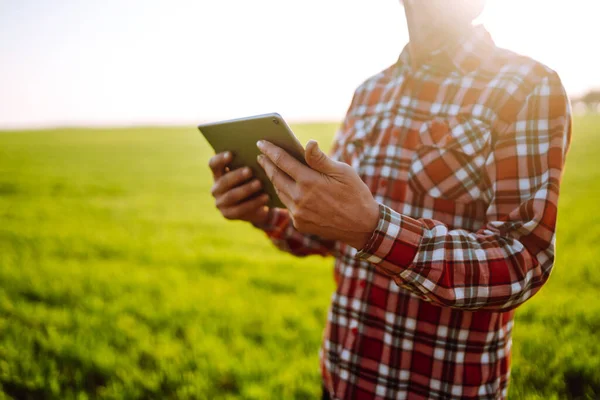 Tabletvorm Handen Van Landbouwer Staat Van Het Gewas Controleren Een — Stockfoto