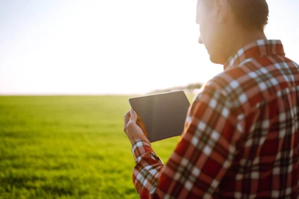 Proprietario Azienda Agricola Utilizzando Touch Pad Controllare Qualità Del Grano — Foto Stock