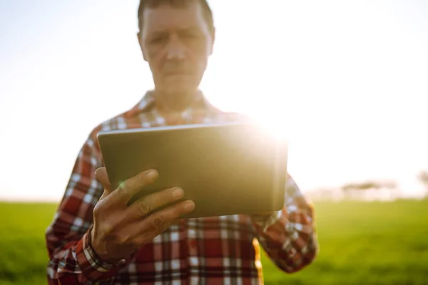 Proprietario Azienda Agricola Utilizzando Touch Pad Controllare Qualità Del Grano — Foto Stock