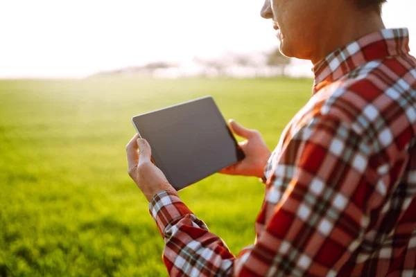 Owner farm using touch pad for check wheat quality in the field. Agronomist standing in wheat field and using a tablet at sunset. Smart farm. Agro business.