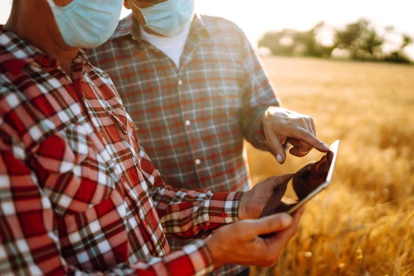 Farmers in sterile medical masks discuss agricultural issues on a wheat field. Farmers with tablet in the field. Smart farm. Agro business. Covid-19.