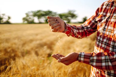 Çiftçi elleri buğday tarlasına bir avuç dolusu buğday döker. Tarım ve hasat kavramı.