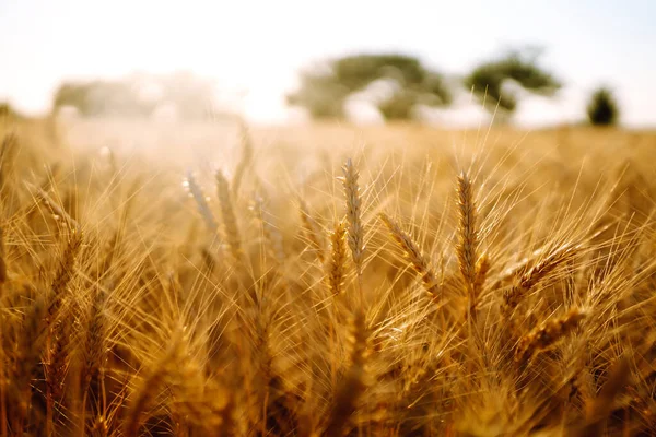 Campo Grano Dorato Nella Giornata Sole Concetto Agricoltura Raccolta — Foto Stock