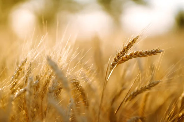 Campo Grano Dorato Nella Giornata Sole Concetto Agricoltura Raccolta — Foto Stock