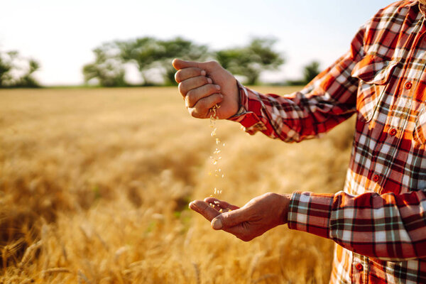 Farmer's hands  Close-up  pours a handful of wheat grain on a wheat field. Agriculture and harvesting concept.