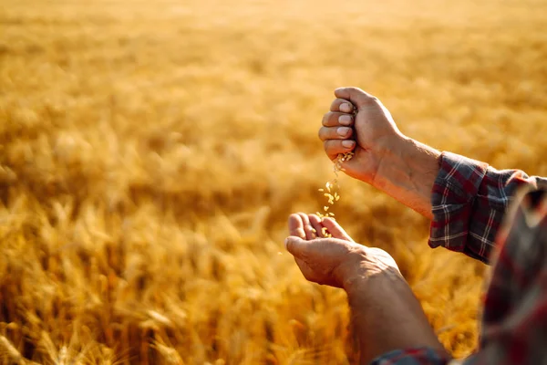 Farmer Hands Close Pours Handful Wheat Grain Wheat Field Agriculture — Stock Photo, Image