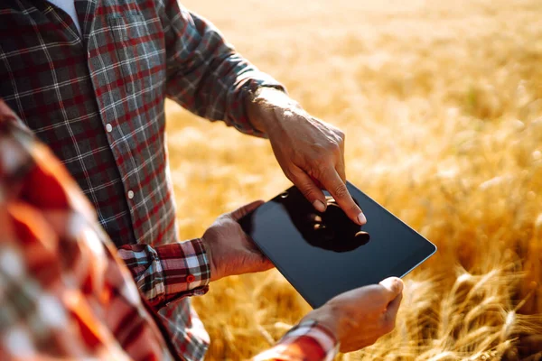 Farmers on a golden wheat field with a tablet in his hands. Farmers discussing harvesting. The concept of the agricultural business.