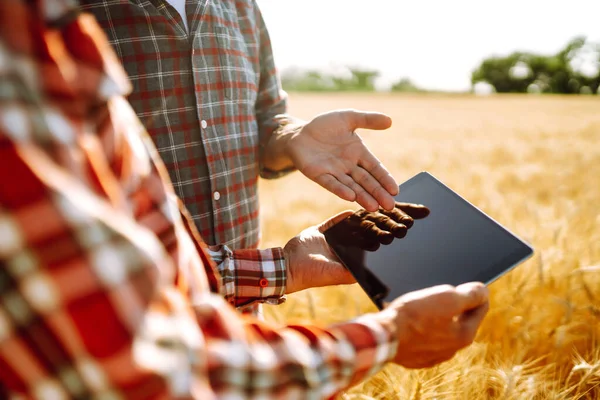 Farmers on a golden wheat field with a tablet in his hands. Farmers discussing harvesting. The concept of the agricultural business.