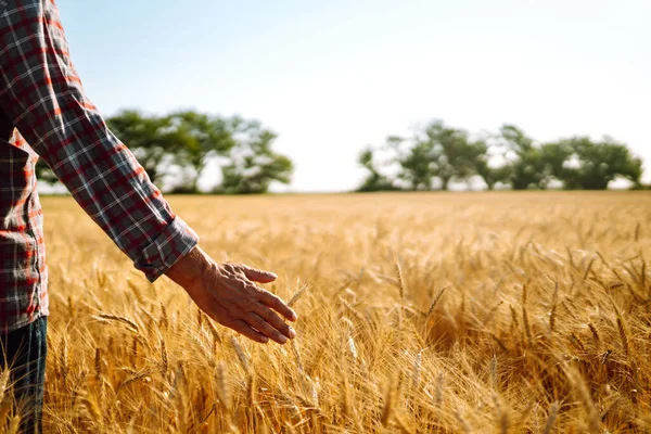 Man His Back Viewer Wheat Field Touched Hand Wheat Farmer — Stock Photo, Image