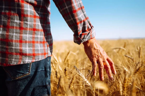 Man His Back Viewer Wheat Field Touched Hand Wheat Farmer — Stock Photo, Image
