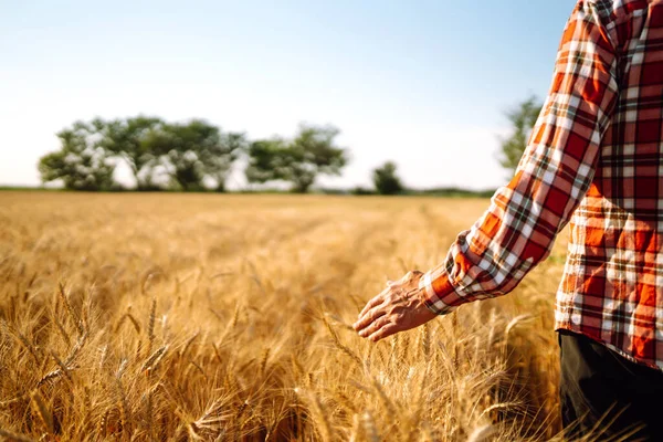 Man His Back Viewer Wheat Field Touched Hand Wheat Farmer — Stock Photo, Image