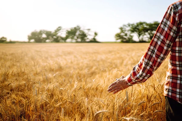 Man His Back Viewer Wheat Field Touched Hand Wheat Farmer — Stock Photo, Image