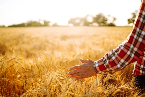 小麦畑に腰を下ろしていた男が小麦の手に触れた 小麦の耳に触れる農家の手 農業と収穫の概念 — ストック写真