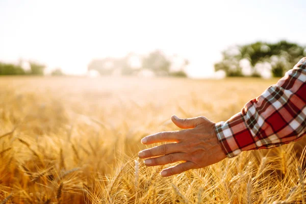 Uomo Con Spalle Allo Spettatore Campo Grano Toccato Mano Grano — Foto Stock