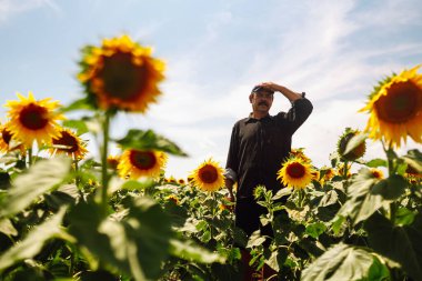 Ayçiçeği tarlasında dikilen çiftçi ayçiçeği tohumlarına bakıyor. Tarım ve hasat kavramı.