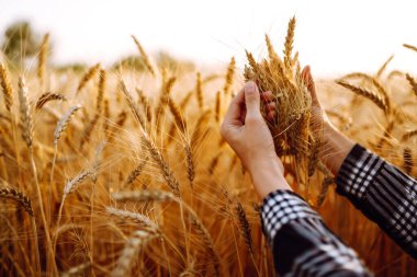Çiftçi kadın elleri buğday mahsulünü kontrol ediyor. Tarım ve hasat kavramı.