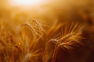 Buğday tarlası. Altın buğday kulakları yakında. Zengin hasat önlemi.