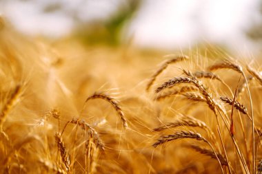 Buğday tarlası. Altın buğday kulakları yakında. Zengin hasat önlemi.