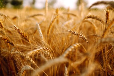 Wheat field. Ears of golden wheat close up. Rich harvest oncept. clipart