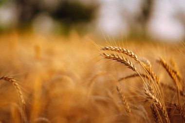 Buğday tarlası. Altın buğday kulakları yakında. Zengin hasat önlemi.