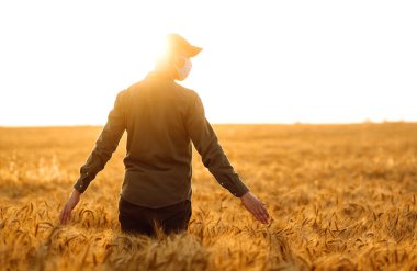 Tıbbi maskeli bir adam sırtı seyirciye dönük bir buğday tarlasında gün batımındaki çivilerin dokunduğu yerde. Tarımsal büyüme ve tarım sektörü kavramı. Covid 2019.