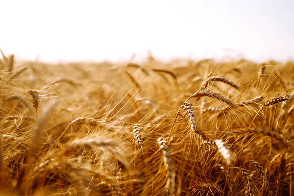 Campo Grano Orecchie Grano Dorato Vicino Ricco Raccolto Oncept — Foto Stock