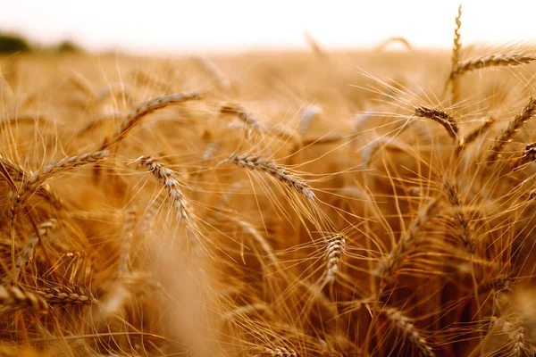 Campo Grano Orecchie Grano Dorato Vicino Ricco Raccolto Oncept — Foto Stock