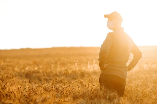 戴着医疗面罩 背对着观众的男人在一片麦田里 在夕阳西下 被尖尖的手触摸着 农业增长和农业商业概念 Covid 2019 — 图库照片