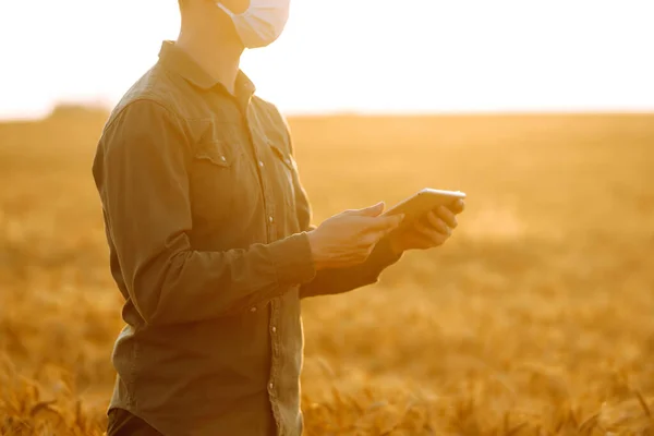 Altın Buğday Tarlasında Elinde Tabletle Steril Tıbbi Maskeli Bir Çiftçi — Stok fotoğraf
