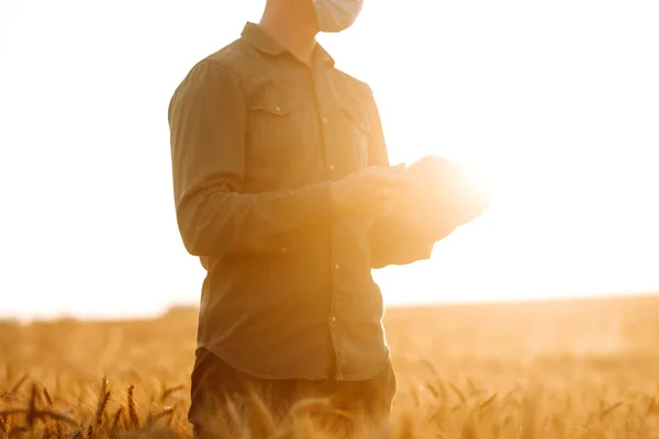 农夫戴着无菌的医疗面罩 手里拿着石碑 躺在金色的麦田里 农业和收获概念 Covid — 图库照片
