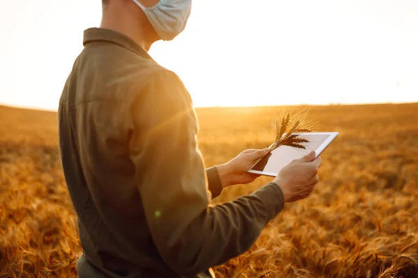 Farmer Sterylnych Maskach Medycznych Tabletką Rękach Koncepcja Działalności Rolniczej Kowid — Zdjęcie stockowe