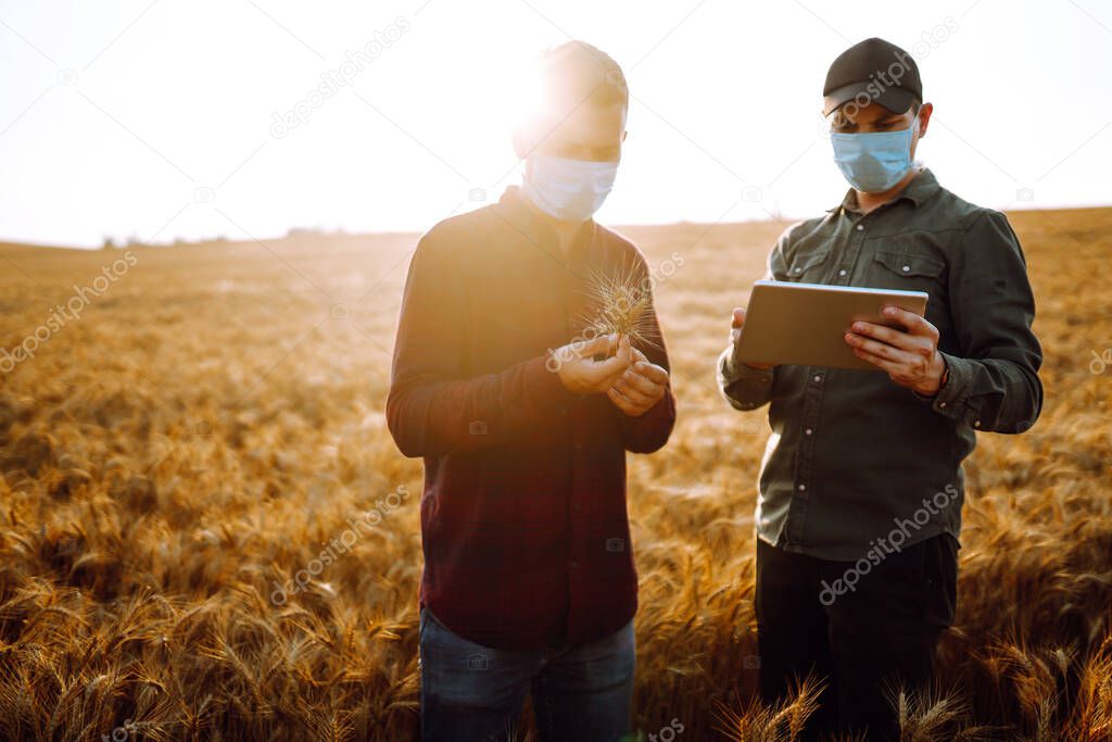 Farmers in sterile medical masks with tablet in the field. Smart farm. The concept of the agricultural business. Covid-19.