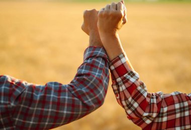 Steril tıbbi maskeli çiftçiler buğday tarlasında koronavirüsten kaçınmak için dirseklerini çarpıştırıyor. Kapsam- 2019. Tarım ve hasat kavramı. Sosyal uzaklık.