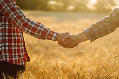 İki çiftçinin tokalaşması. Başarılı iş adamları buğday tarlasının arka planında iyi bir anlaşma yaptıktan sonra tokalaşıyorlar. Tarım ve hasat kavramı. 