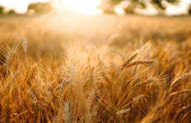 Altın buğday tarlası. Zengin hasat.