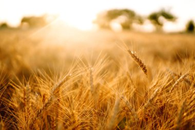 Altın buğday tarlası. Zengin hasat.