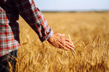 Bir adam buğday tarlasında elini kulaklarının üzerinde tutuyor. Elim buğdaya değdi. Tarım ve hasat kavramı.