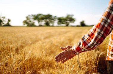 Bir adam buğday tarlasında elini kulaklarının üzerinde tutuyor. Elim buğdaya değdi. Tarım ve hasat kavramı.