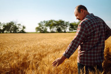 Buğday tarlasında çiftçi. Hasat, organik tarım konsepti. Zengin hasat.