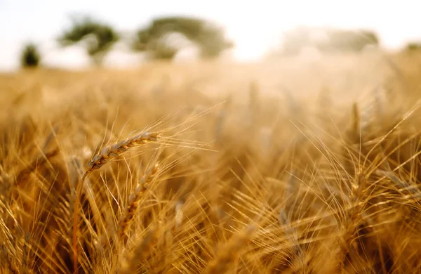 Campo Grano Dorato Ricco Raccolto — Foto Stock