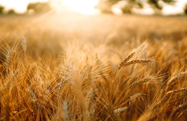 Altın buğday tarlası. Zengin hasat.