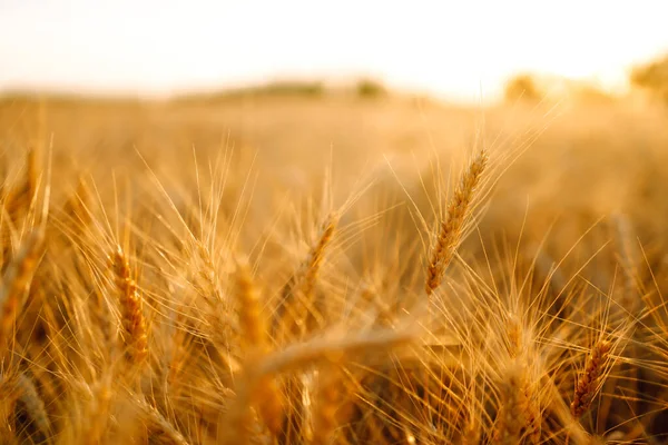 Campo Grano Dorato Ricco Raccolto — Foto Stock