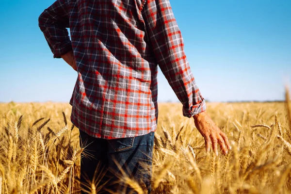 Man Wheat Field Holds His Hand Ears Hand Touching Wheat — Stock Photo, Image